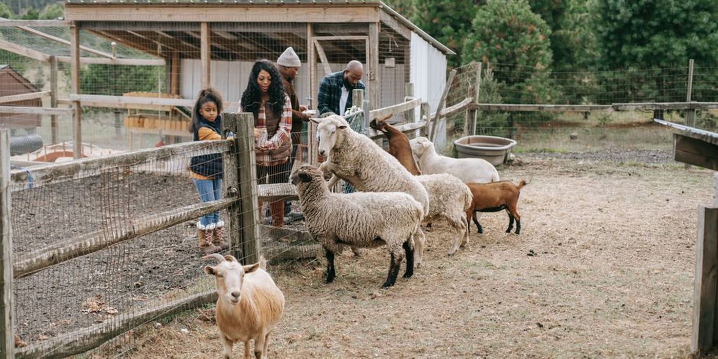 Kambing di ladang untuk ibadah aqiqah